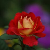 Вдыхая розы аромат.... :: Анна Суханова
