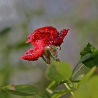 роза под дождем :: НАТАЛЬЯ 