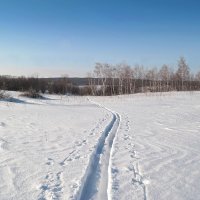 На белом покрывале января.. :: Андрей Заломленков