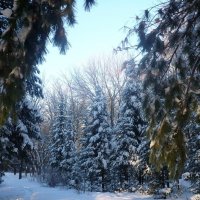 Зимний лес. :: Зоя Чария