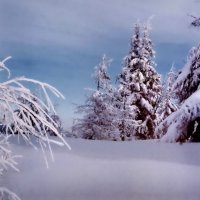 Белая вьюга-зима снегом запорошила :: Людмила Зайцева