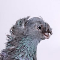 Голова породистого узбекского двухчубого голубя :: Павел Сытилин