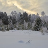 Январский лес :: Татьяна Соловьева