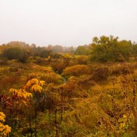 Autumn gold :: Александр Липецкий
