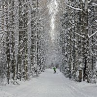 Аллея в парке :: Галина Новинская