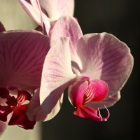 Орхидейное... :: Любовь С.