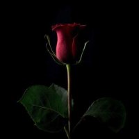 Вечная роза. 1 млн. $ :: shabof 