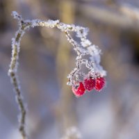 Зимние ягоды. :: Инна Щелокова