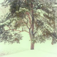 Под снегопадом. :: Андрий Майковский