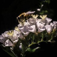 Пчела на статице :: Дарья Лаврухина