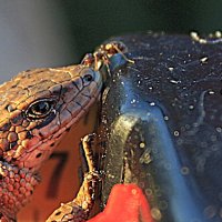 Знакомство. :: Николай Масляев