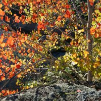 Осенний пейзаж в Ладожских шхерах :: Сергей Курников