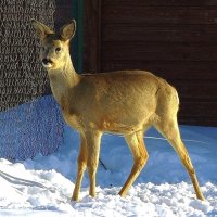 Важенка... :: Юрий Куликов