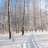 В зимнем лесу :: Вячеслав Маслов