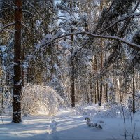 Утро в зимнем лесу 2 :: Андрей Дворников