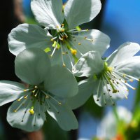 Кусочек весны зимой одноклубникам! :: wea *