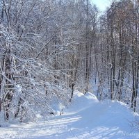 Зима в моем городе :: Лидия (naum.lidiya)