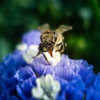Пчелка :: Дарья Лаврухина