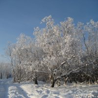 Зимний день на протоке. Якутск. -37С :: Anna Ivanova