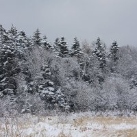 Снежный лес :: Екатерина Генералова