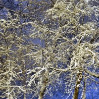 Зимние деревья в парке :: Мария Воробьева