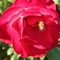 пчела и роза в январе :: Александр Деревяшкин
