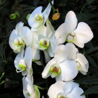 Орхидеи... :: Валерий Подорожный