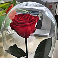 Почти вечная  роза. :: Виталий Селиванов 