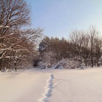 Январь, под снежным покрывалом покоится земля. В краю большом и малом всё белые поля... :: Андрей Заломленков