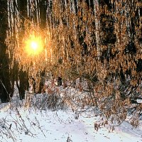 Морозный январский вечер в лесу :: Константин Тимченко