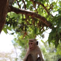 Ланкийская обезьянка :: Любовь 