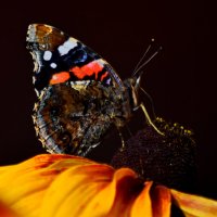 Портрет бабочки. :: ВикТор Быстров