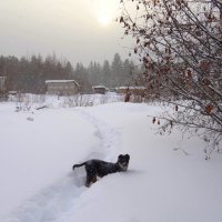 Снегопад. :: Вера Литвинова