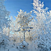 Мороз и солнце :: Leonid Rutov