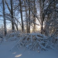 утреннее солнце :: Галина 