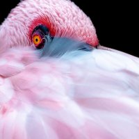 Розовый фламинго :: Игорь Геттингер (Igor Hettinger)