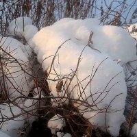Снежный бегемотик :: Елена Семигина
