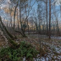 Зеленая зима :: Владимир Самсонов