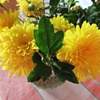 Жёлтые цветы :: Лариса 