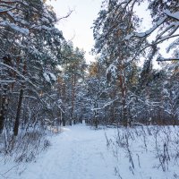 Зимний пейзаж с соснами :: Александр Синдерёв