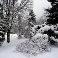 Зима в ботаническом саду :: Наталия Короткова