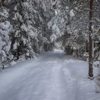 Лесная дорога :: Анжела Пасечник