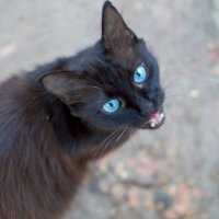 Кошка с голубыми глазами ... :: Светлана Мельник