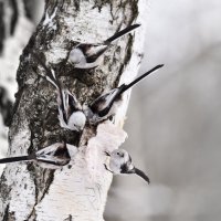 Синичкина столовая. Dining room for tits. :: Юрий Воронов