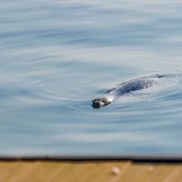 Пятнистые тюлени Ларги, набережная Цесаревича, Владивосток :: Эдуард Куклин