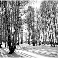 Роща заманила.. :: Александр Шимохин