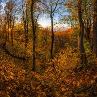 Буковый лес осенью, на закате :: Фёдор. Лашков