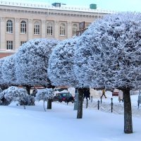 Клён шаровидный сорт Глобозум и зима в городе :: Надежд@ Шавенкова