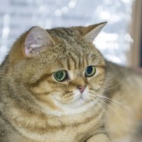Выставка кошек в Сокольниках "Мистер Кот" :: Игорь Герман