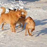 Шарик, бежим скорее на свадьбу Жучки - сегодня Всемирный день свободной любви! :-) :: Андрей Заломленков